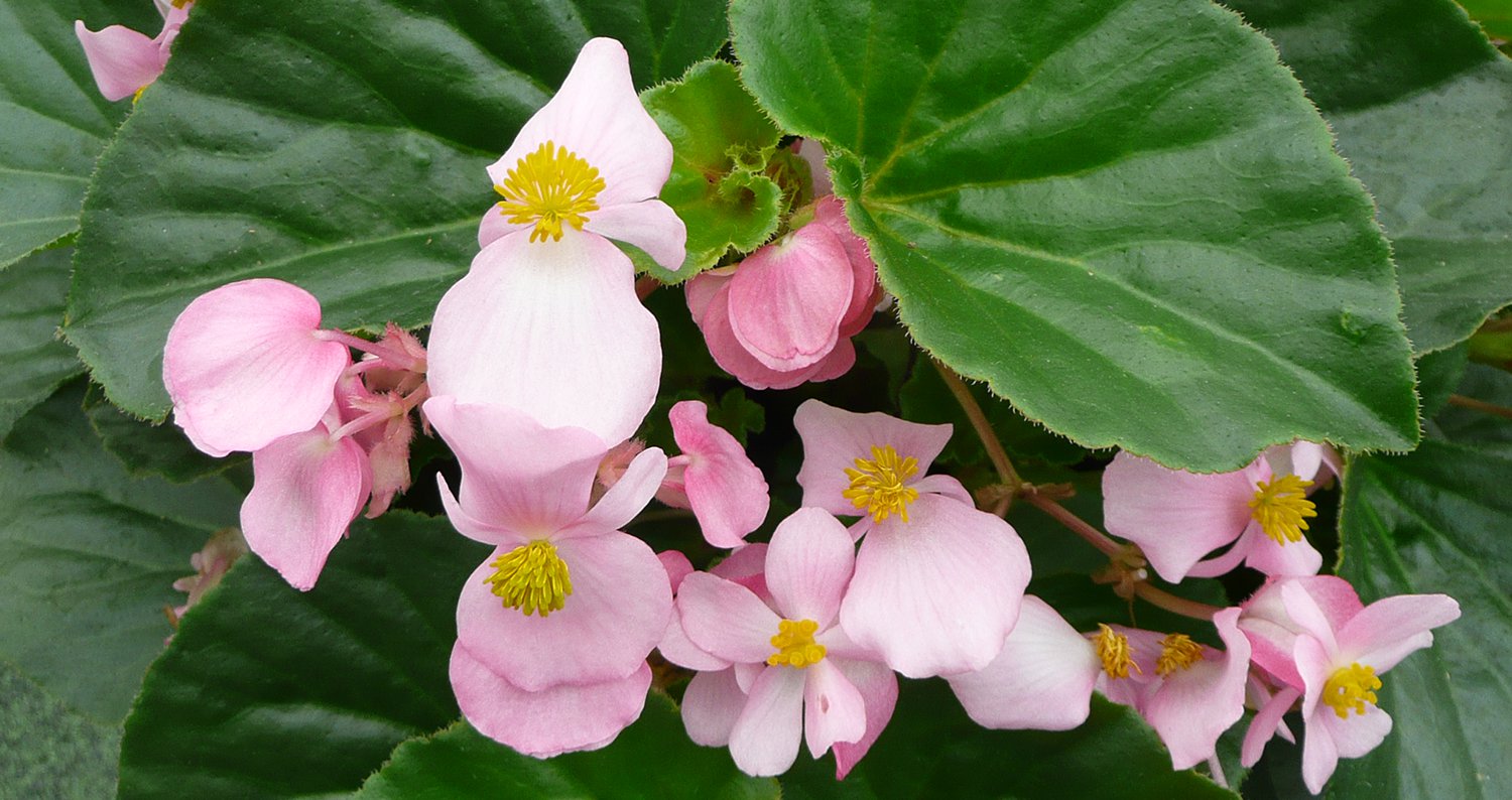babywing begonia-closejpg